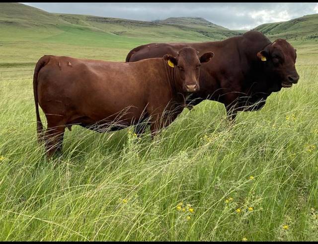 FARM FOR SALE IN MEMEL RURAL